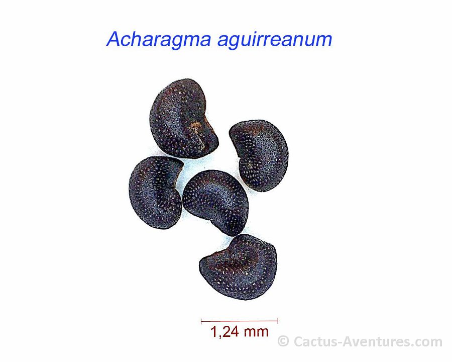 Acharagma aguirreanum